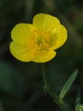 Image of taxon representative. Author is Дмитрий Орешкин
