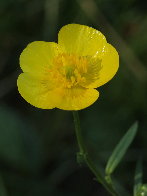 Image of Ranunculus acris specimen.