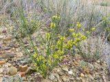 Ephedra intermedia