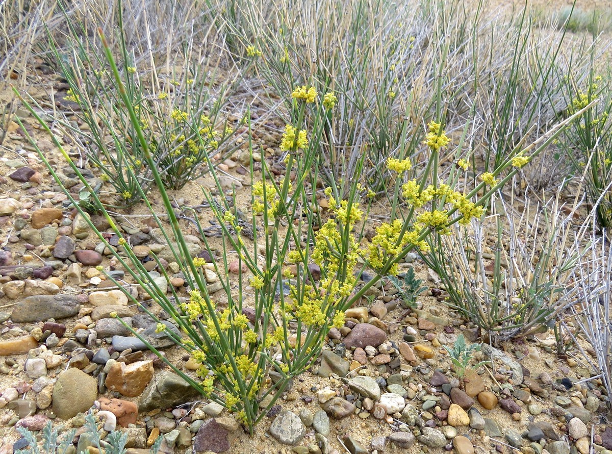 Изображение особи Ephedra intermedia.