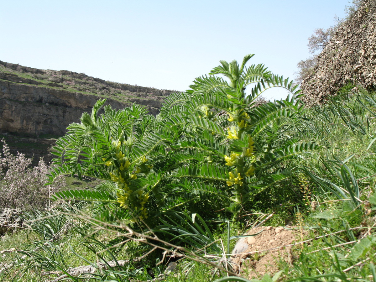 Image of Astragalus sieversianus specimen.