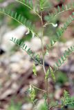 Vicia ervilia