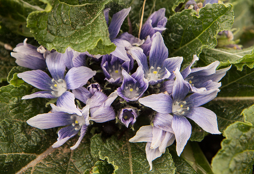 Image of Mandragora autumnalis specimen.