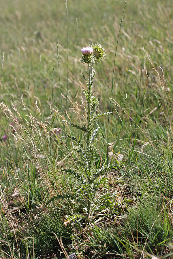 Изображение особи Carduus coloratus.