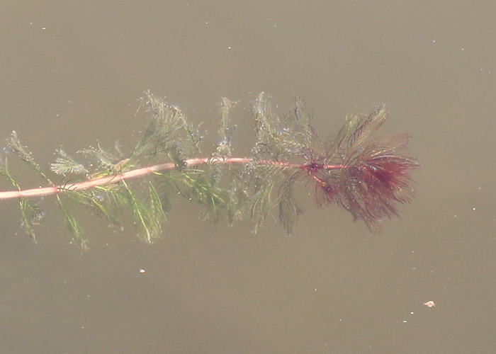 Изображение особи Myriophyllum spicatum.