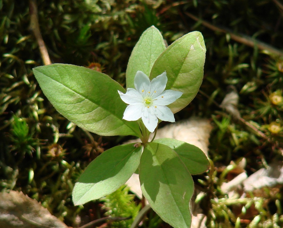 Изображение особи Trientalis europaea.