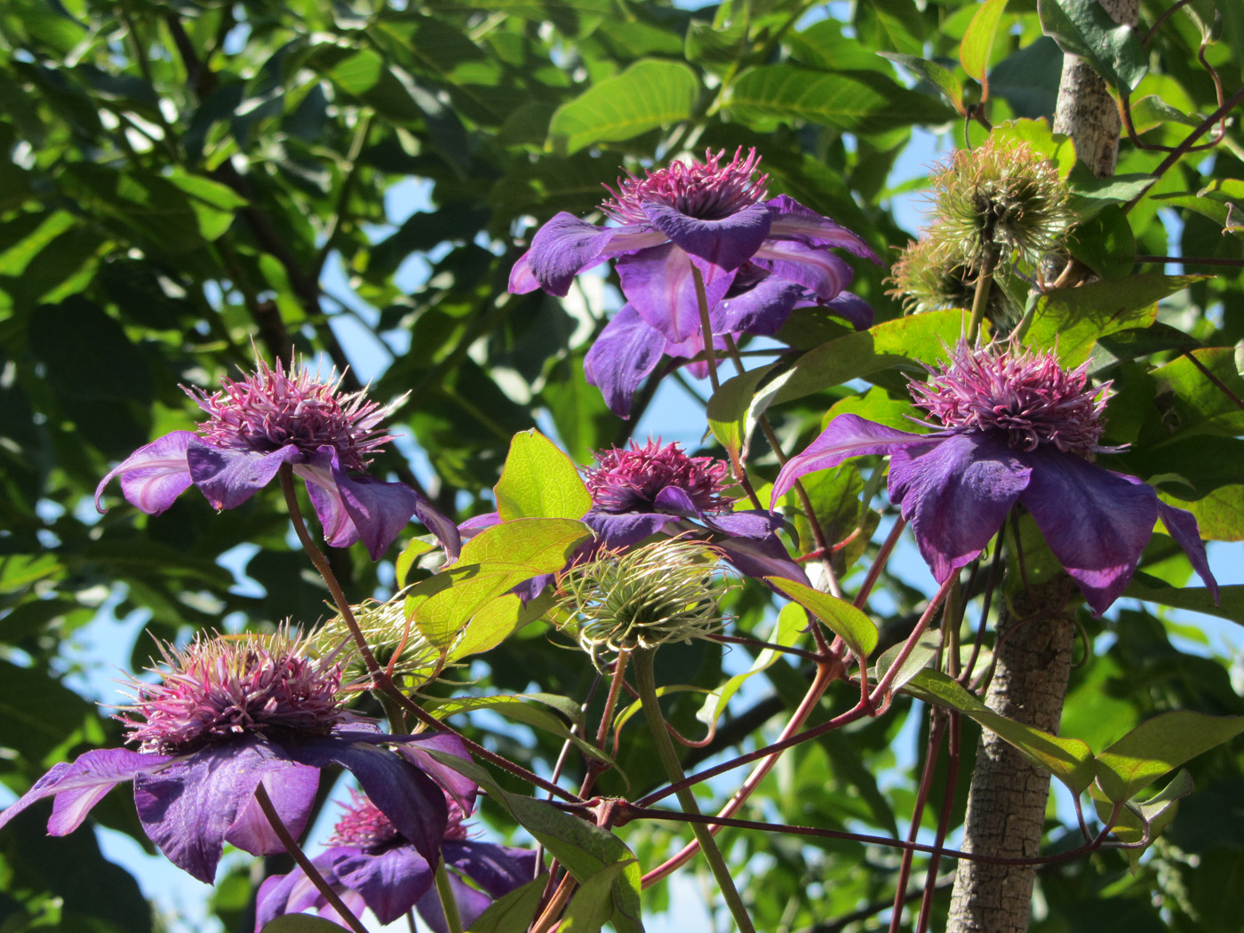 Изображение особи род Clematis.