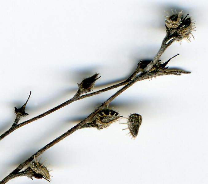 Image of genus Lappula specimen.