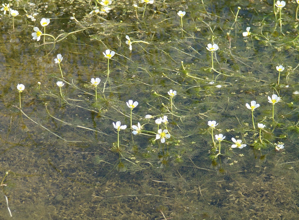 Изображение особи Ranunculus subrigidus.