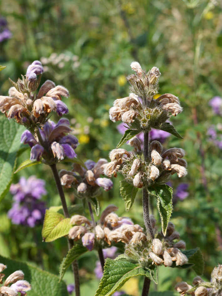 Изображение особи Phlomoides oreophila.