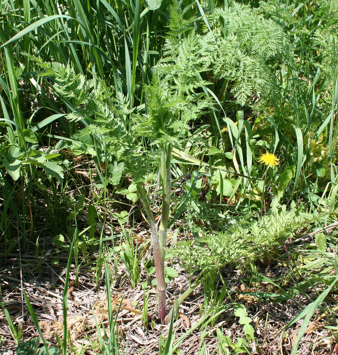 Изображение особи Chaerophyllum prescottii.