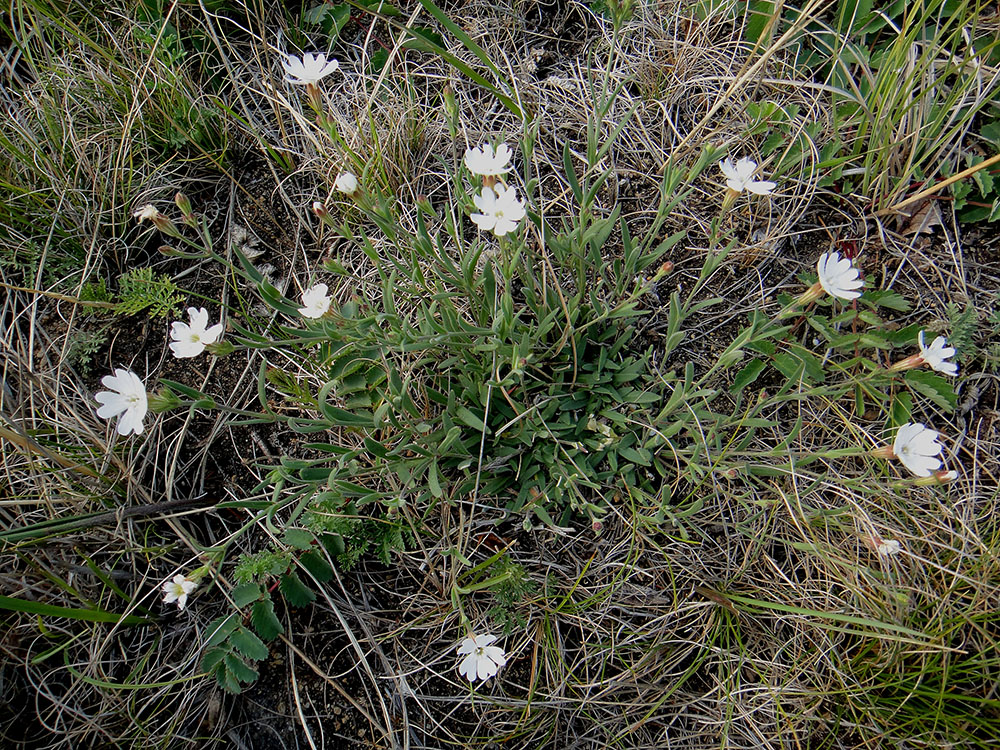 Изображение особи Lychnis sibirica.