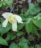 Atragene sibirica. Цветок. Кыргызстан, Нарынская обл., левый берег р. Нарын, долина руч. Бурган-Суу. 11.06.2015.