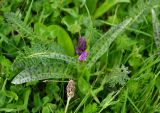 Dactylorhiza euxina. Расцветающее растение. Карачаево-Черкесия, окр. пос. Нижний Архыз, гора Пастухова, ≈ 1900 м н.у.м., субальпийский луг. 14.06.2015.