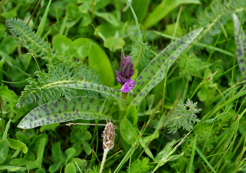 Изображение особи Dactylorhiza euxina.