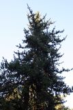 Pinus banksiana