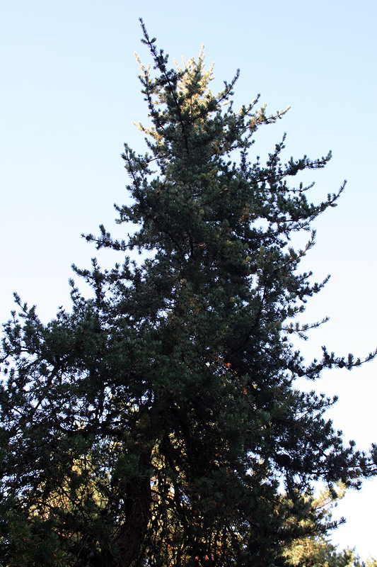 Image of Pinus banksiana specimen.