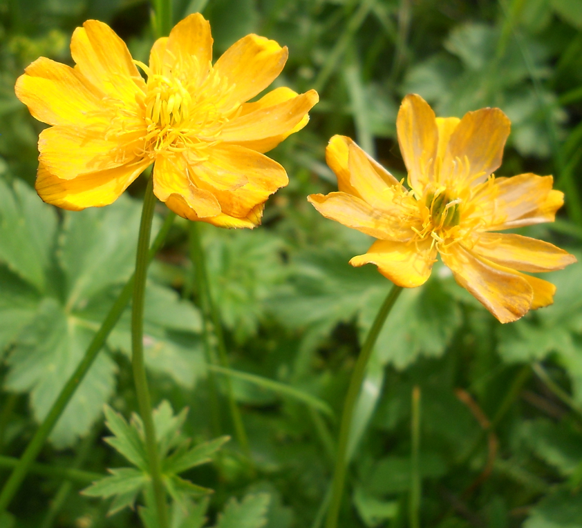 Image of Trollius dschungaricus specimen.