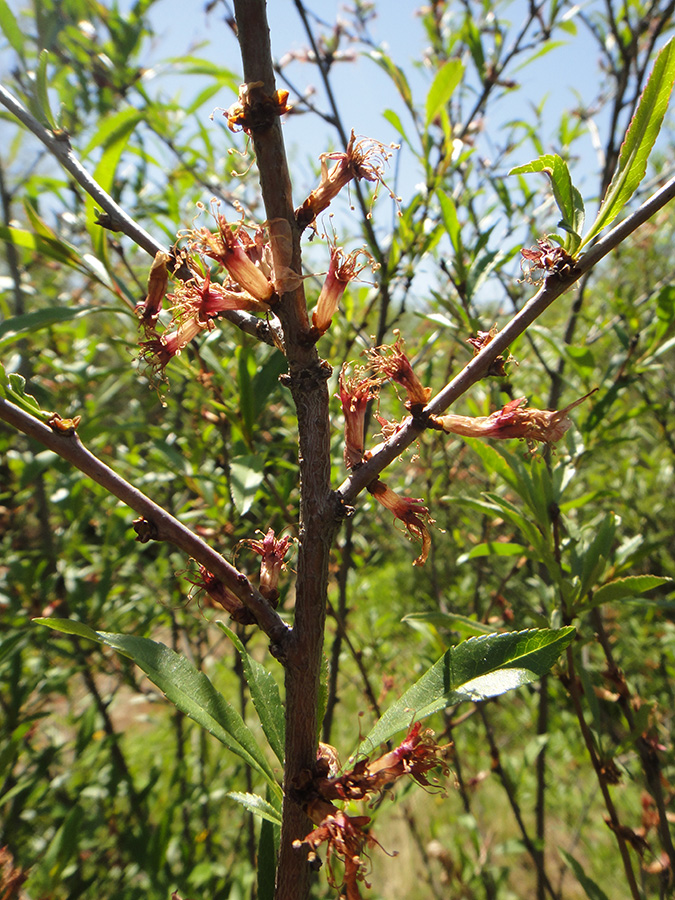 Изображение особи род Amygdalus.