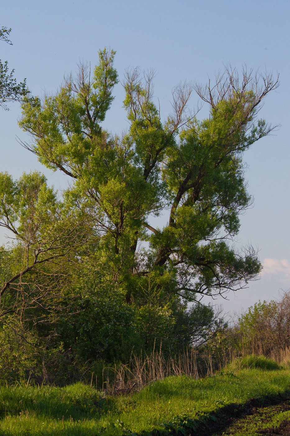 Изображение особи Salix euxina.