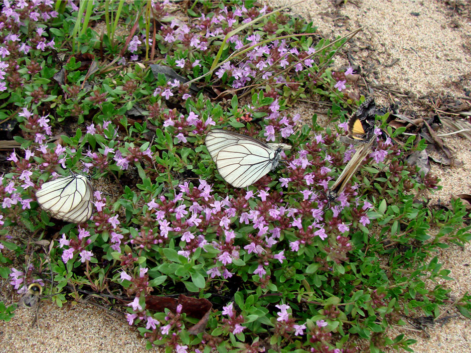 Изображение особи род Thymus.