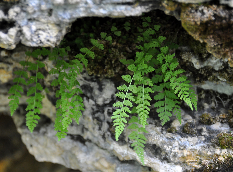 Изображение особи Woodsia pinnatifida.