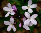 Cardamine quinquefolia. Соцветие. Украина, Киев, заказник \"Лесники\", лиственный лес. 8 апреля 2007 г.