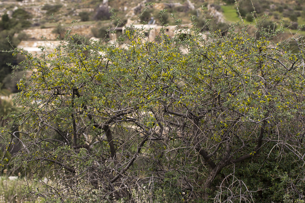 Image of Anagyris foetida specimen.