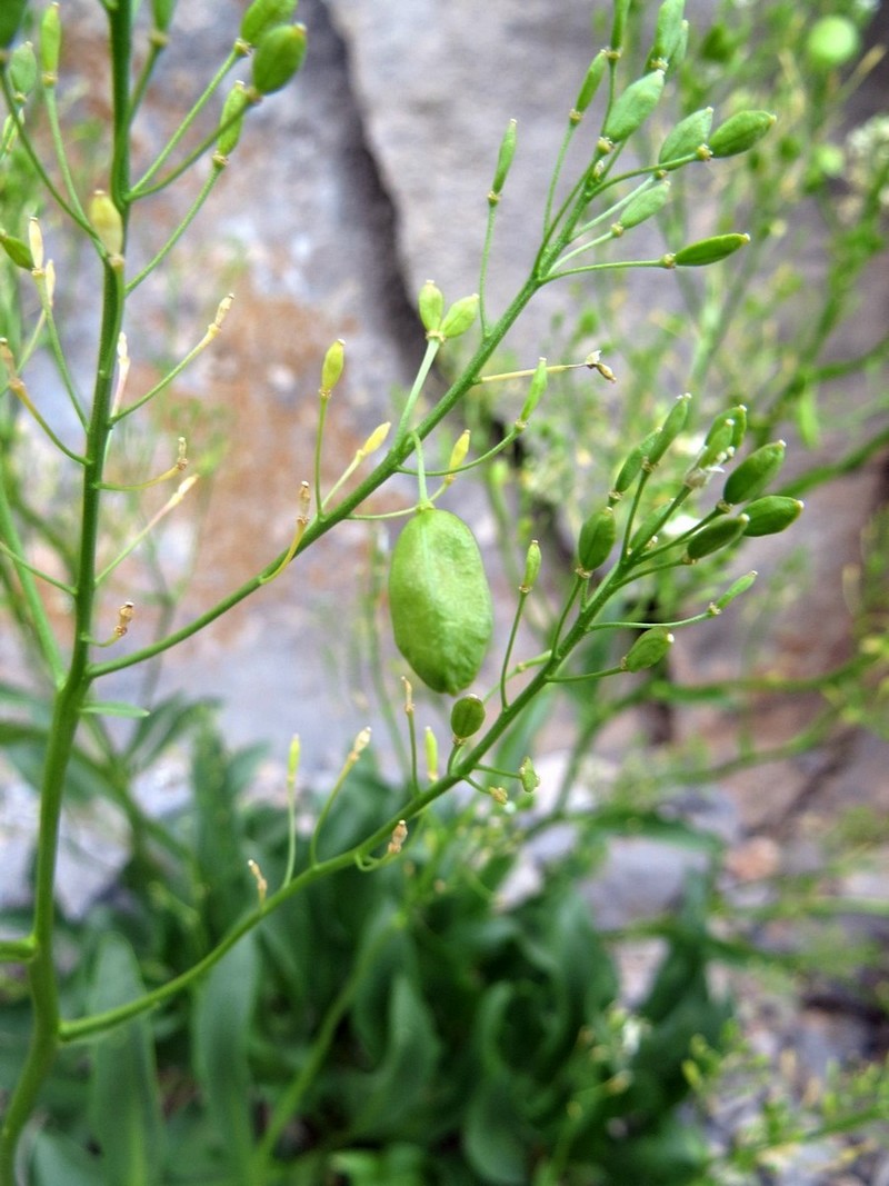 Изображение особи Stubendorffia gracilis.