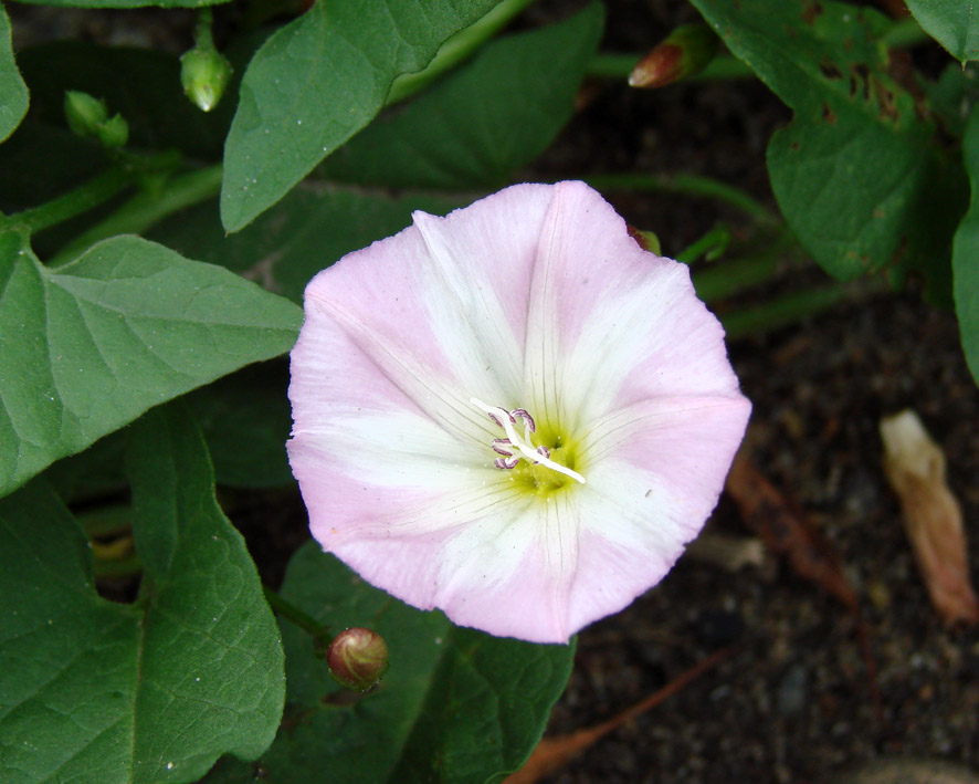 Image of Convolvulus arvensis specimen.
