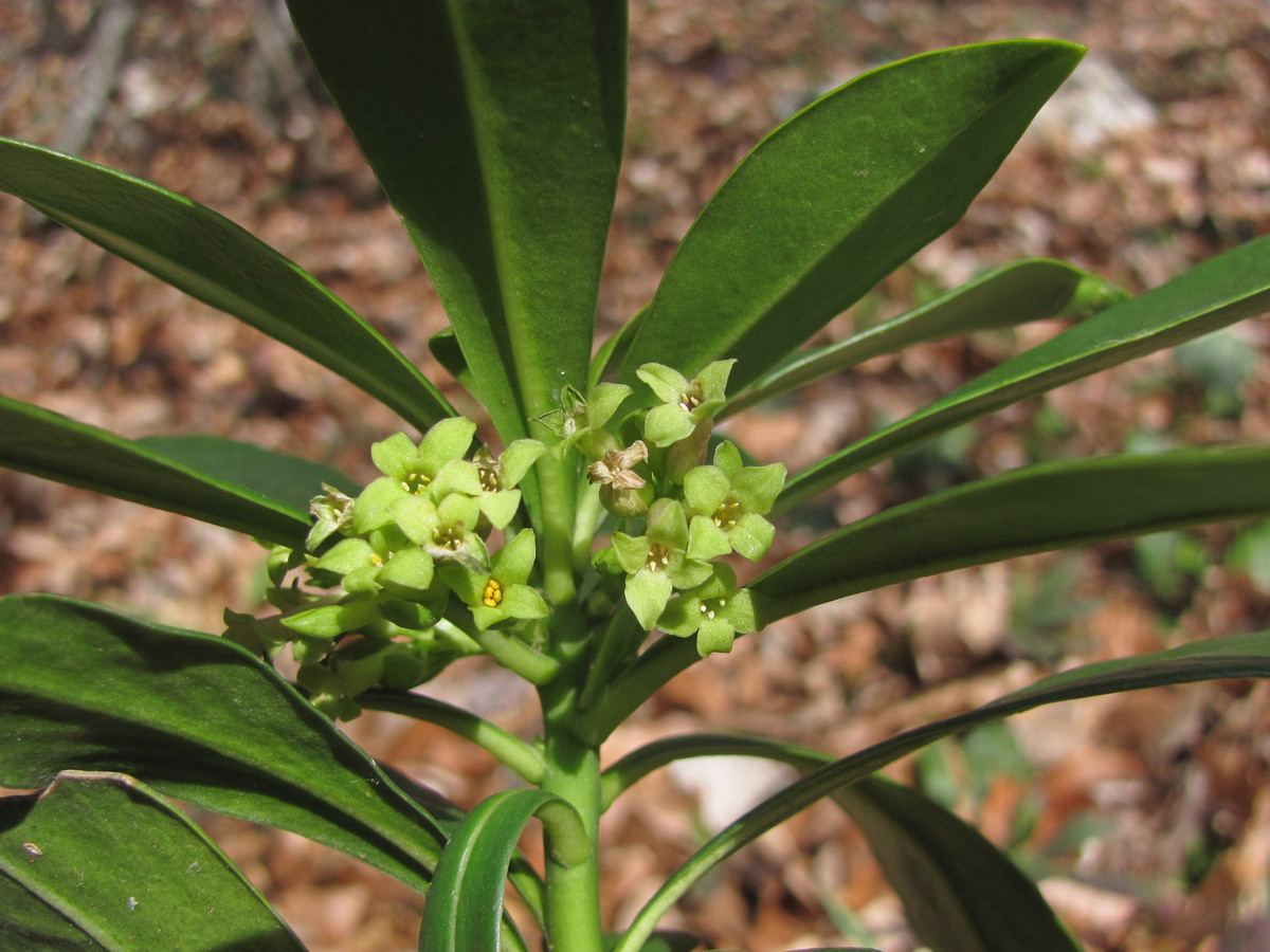 Изображение особи Daphne laureola.