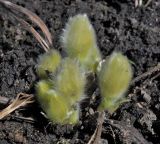 Pulsatilla patens