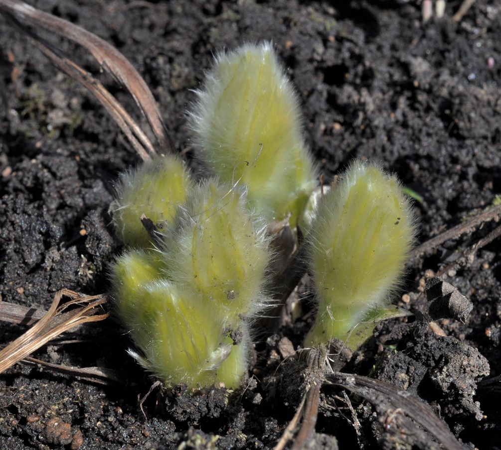 Image of Pulsatilla patens specimen.