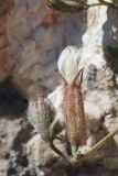 Astragalus abolinii. Соцветие с цветком и нераспустившимися бутонами. Узбекистан, Ташкентская обл., зап. отроги Чаткальского хр., склон над р. Чаткал напротив ур. Обирахмат. Выход известняковой скалы, на вертикальной стенке южной экспозиции. 16.04.2016.