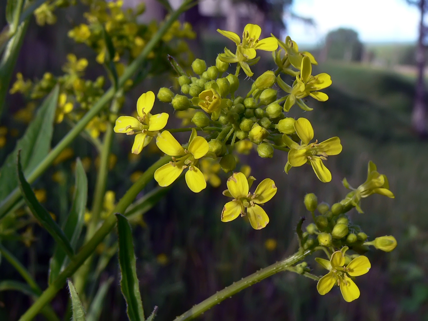 Image of Bunias orientalis specimen.