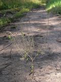 Lepidium densiflorum. Сорванное и воткнутое в дорогу плодоносящее растение. Челябинская обл., окр. г. Челябинск, Золотая горка, берёзовый лес, обочина дороги. 24.08.2015.