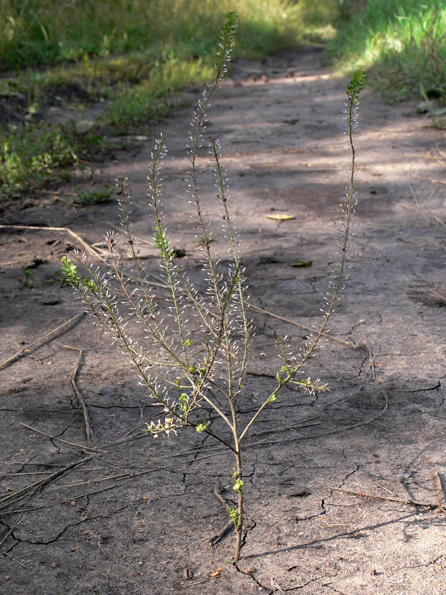 Изображение особи Lepidium densiflorum.