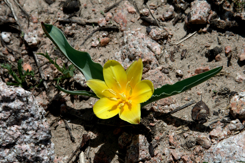 Изображение особи Tulipa dubia.