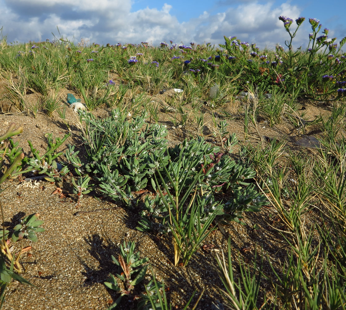 Image of Polygonum maritimum specimen.