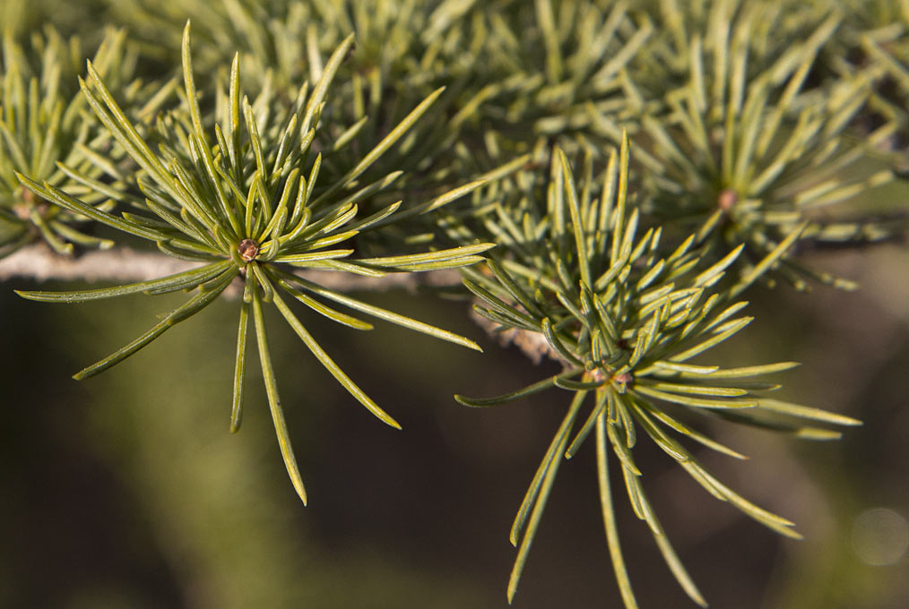 Image of Cedrus libani specimen.