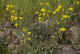 genus Aurinia