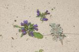 Echium bonnetii. Цветущие растения; справа - Polycarpea nivea. Испания, автономное сообщество Канарские острова, о-в Фуэртевентура, провинция Лас Пальмас, муниципалитет Ла Олива, северные окр. пос. Эль Котильо, между мысами la Barra и de la Enrocadiza. 10.03.2016.