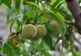 Persica vulgaris. Часть ветви с созревающими плодами. Крым, Бахчисарайский р-н, Качинский каньон, с. Баштановка, в культуре. 04.06.2016.