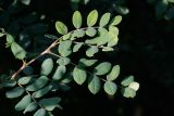 Image of taxon representative. Author is Радик Кутушев