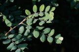 Caragana arborescens