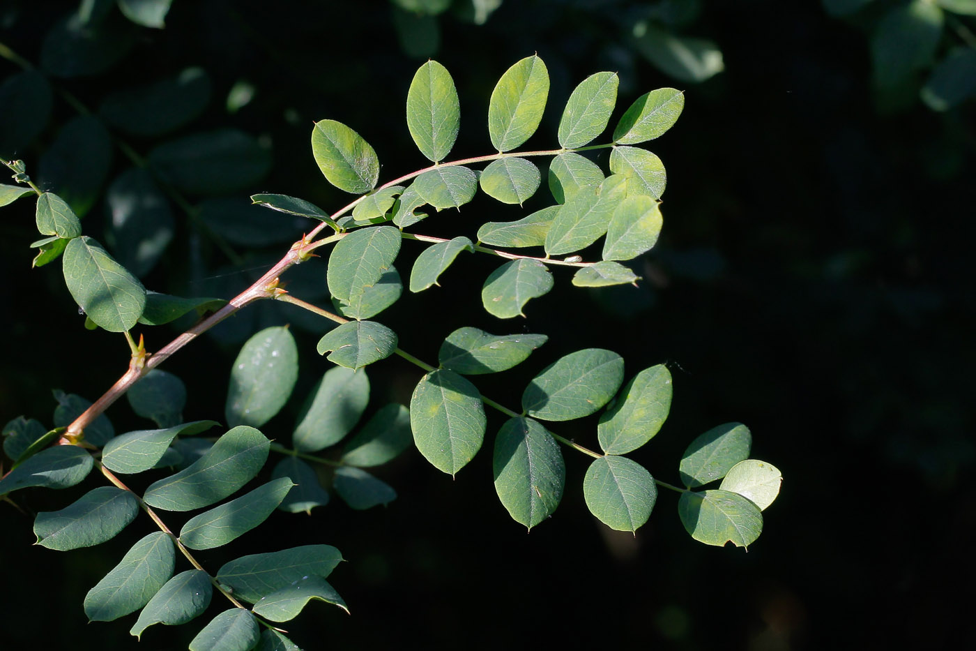 Image of Caragana arborescens specimen.
