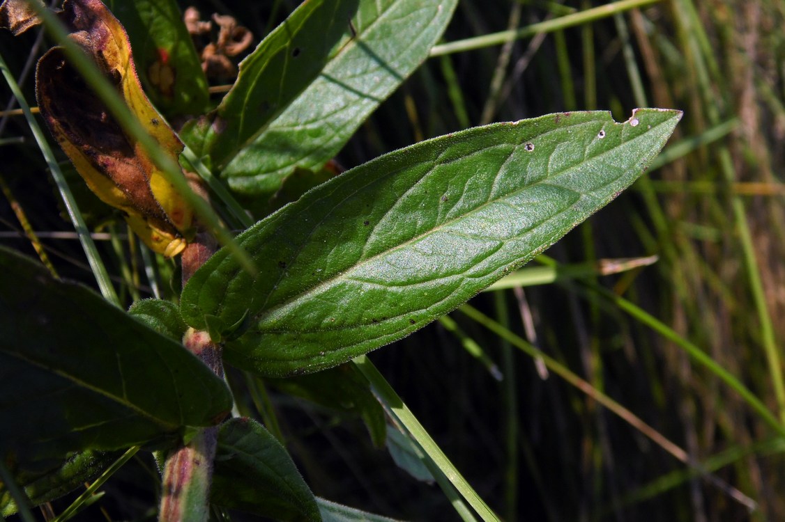 Image of Lythrum salicaria specimen.