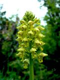 Orchis punctulata