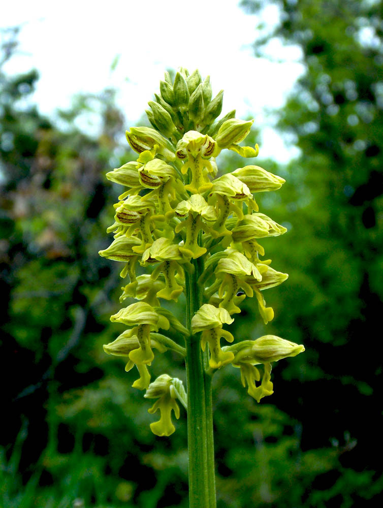 Image of Orchis punctulata specimen.