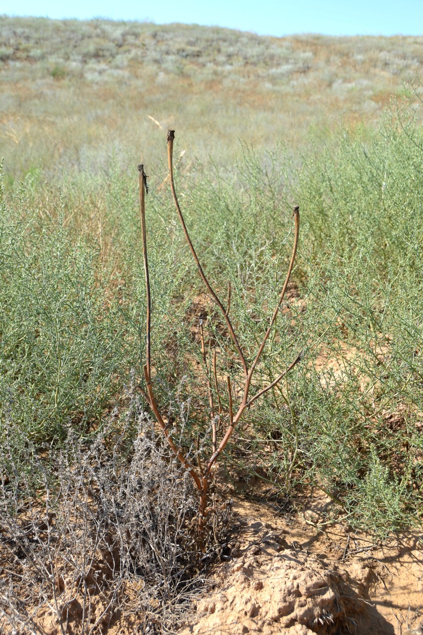 Изображение особи Tragopogon dubius ssp. desertorum.